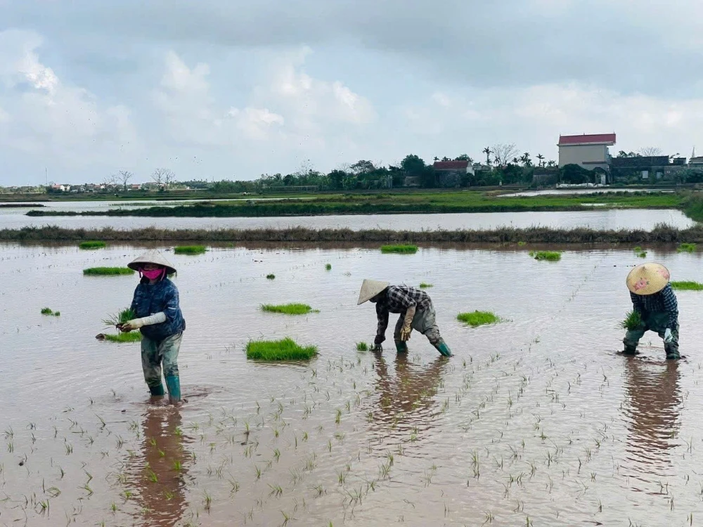 Nông dân hối hả xuống đồng gieo cấy lúa vụ Mùa