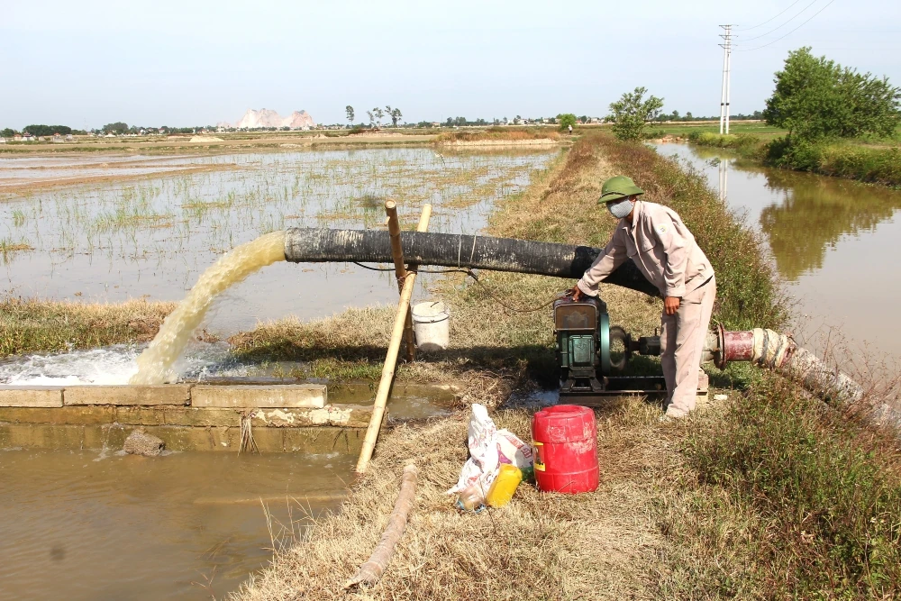 Nông dân hối hả xuống đồng gieo cấy lúa vụ Mùa