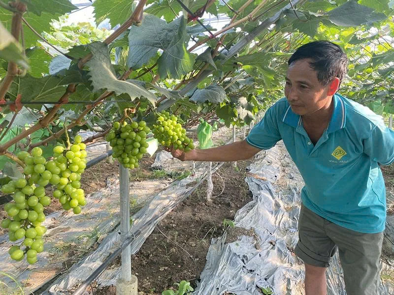 Thiệu Hóa tạo “cú hích” phát triển sản phẩm OCOP