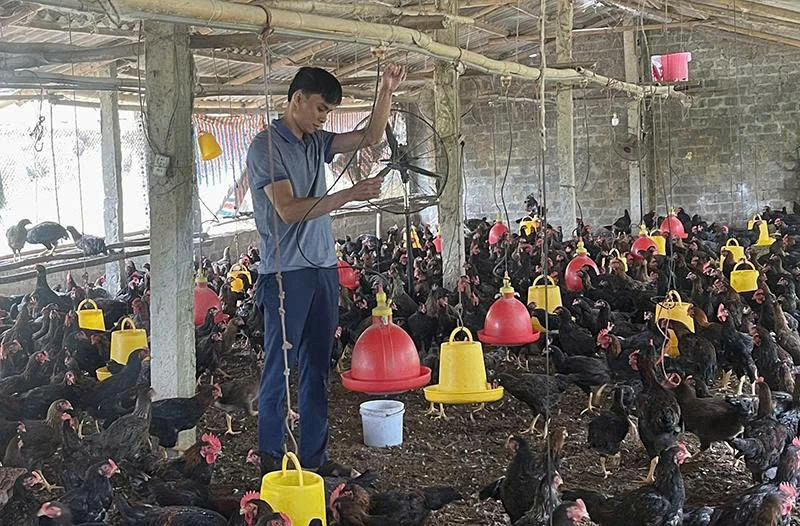 Phòng chống dịch bệnh trên đàn gia cầm