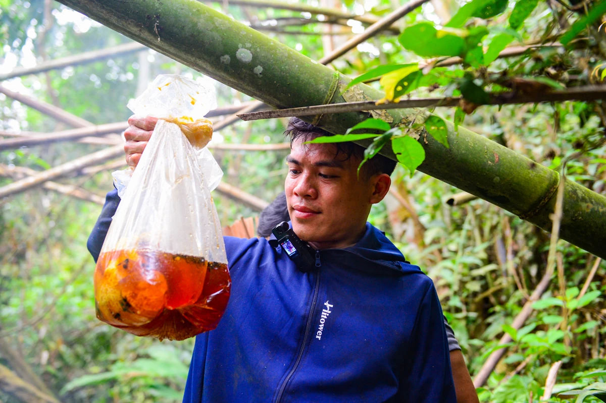 Theo chân thợ săn ong rừng giữa đại ngàn xứ Thanh