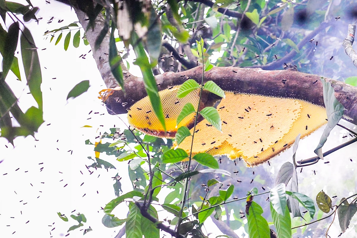 Theo chân thợ săn ong rừng giữa đại ngàn xứ Thanh