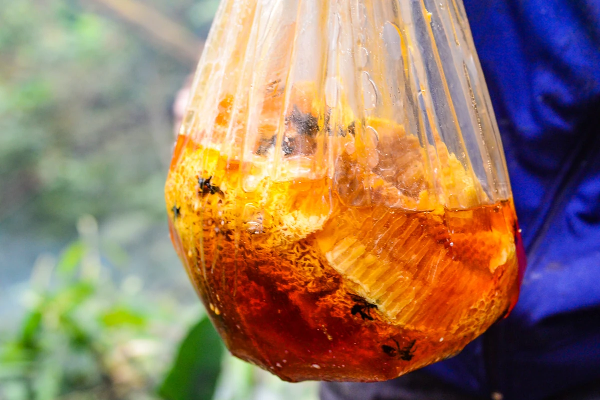 Theo chân thợ săn ong rừng giữa đại ngàn xứ Thanh