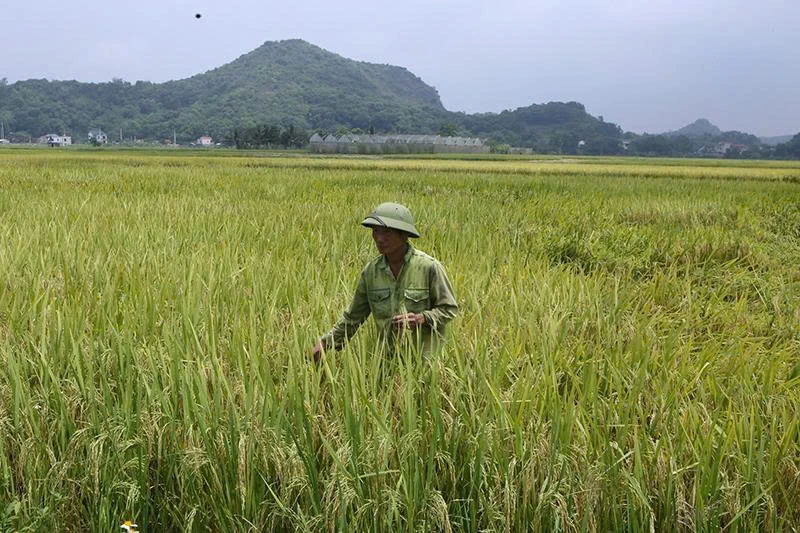 Tây Đô mở rộng diện tích liên kết sản xuất trong nông nghiệp