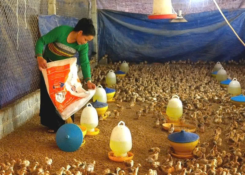 Điển hình làm kinh tế giỏi ở thôn Oi