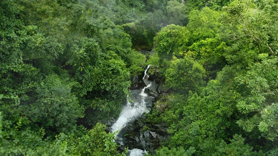 Tập đoàn TH ra mắt Trà không đường TH true TEA