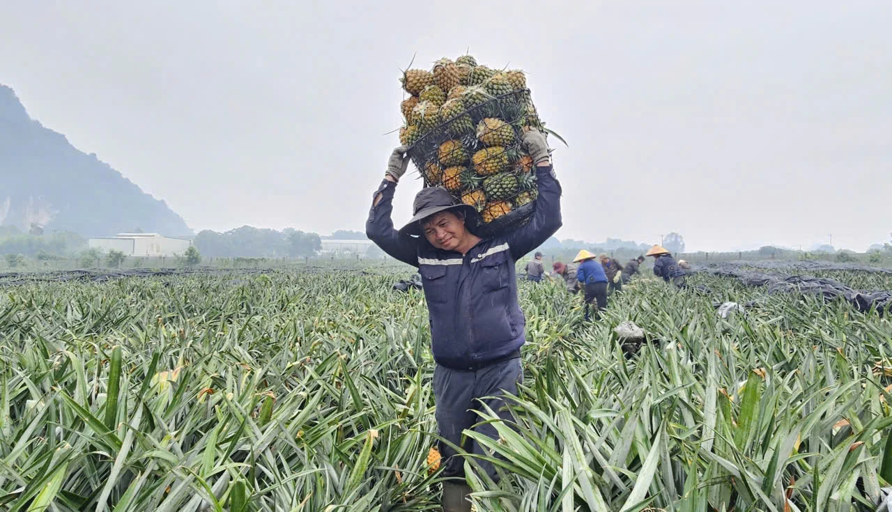 Giá giảm mạnh, người trồng dứa gặp khó