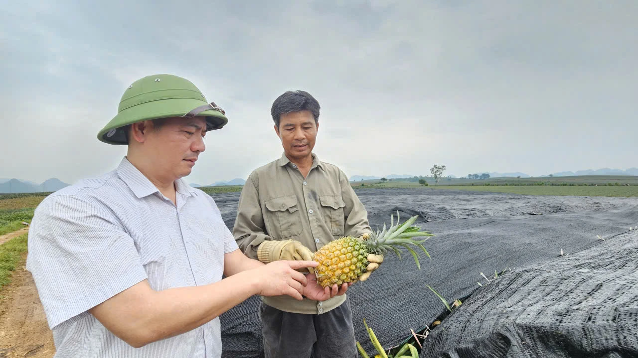 Giá giảm mạnh, người trồng dứa gặp khó