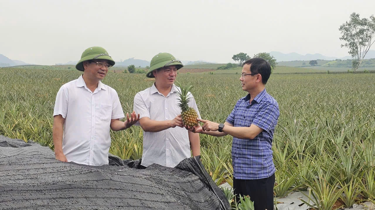 Giá giảm mạnh, người trồng dứa gặp khó