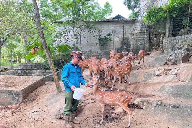 Hiệu quả từ những mô hình kinh tế ở Cẩm Thạch