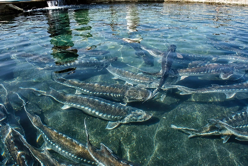 Những nông dân truyền cảm hứng (Bài 1): Hành trình đi “ngược” của cô gái dân tộc Mường