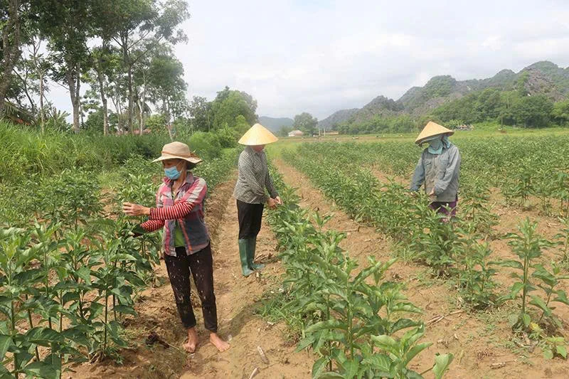 Cẩm Vân phát triển mô hình sản xuất nâng cao thu nhập cho người dân
