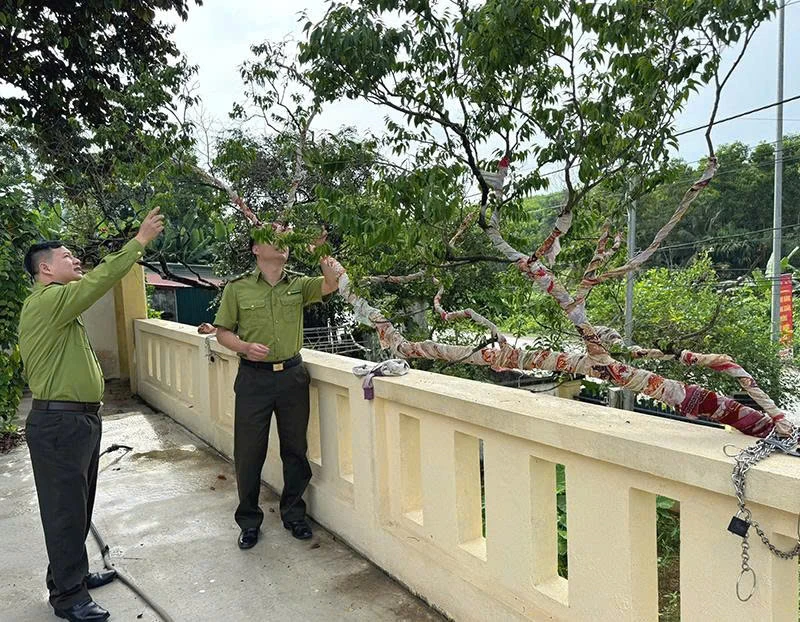  Siết chặt kiểm soát khai thác, buôn bán cây muội hồng