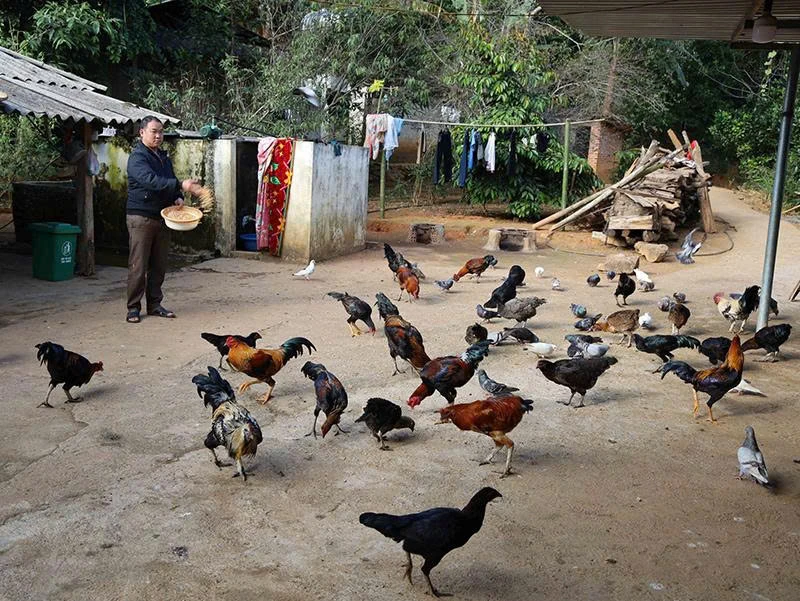 Tạo sinh kế cho đồng bào Mông thoát nghèo bền vững