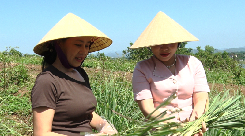 Phát triển sản phẩm OCOP từ cây dược liệu