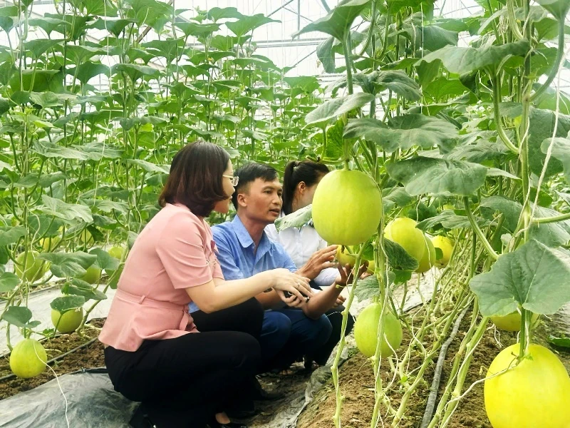 Phân bón tăng giá, nông dân “chật vật” duy trì sản xuất