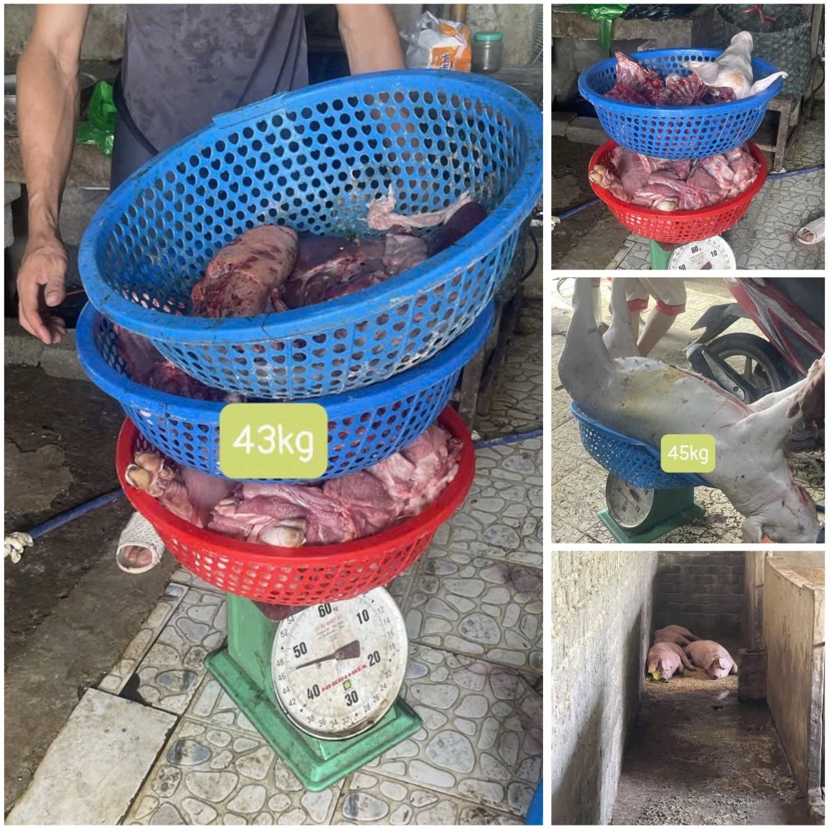 Khởi tố 3 đối tượng mua bán, giết mổ tiêu thụ lợn mắc dịch tả lợn châu Phi