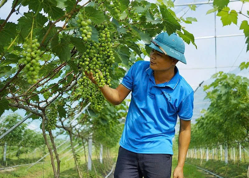 Những nông dân truyền cảm hứng (Bài 2): Người “thắp lửa” trên đồng đất quê hương