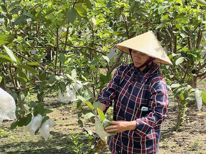Chủ động các giải pháp chống hạn, bảo vệ cây ăn quả
