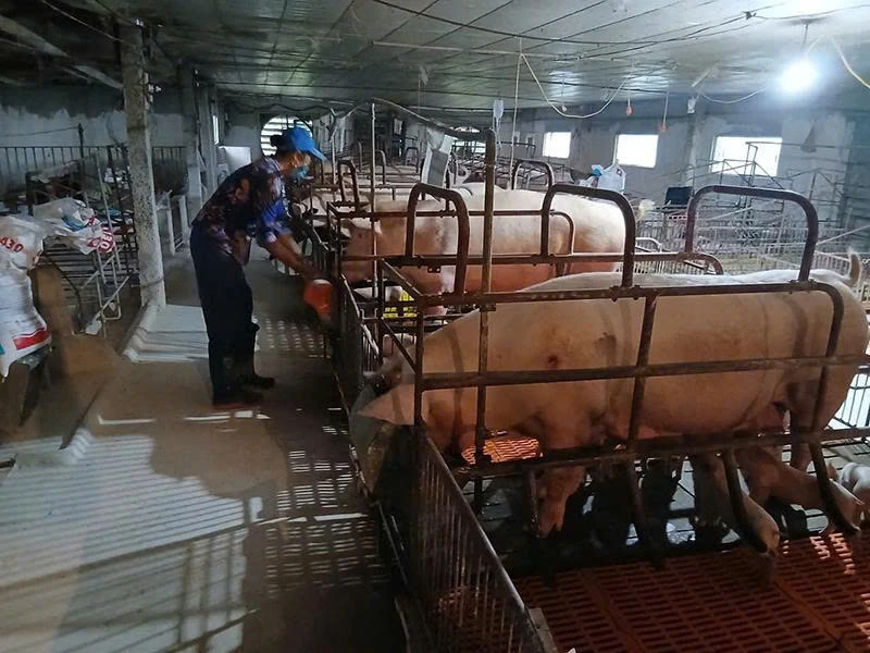 Vĩnh Lộc nỗ lực cải thiện môi trường khu vực chăn nuôi