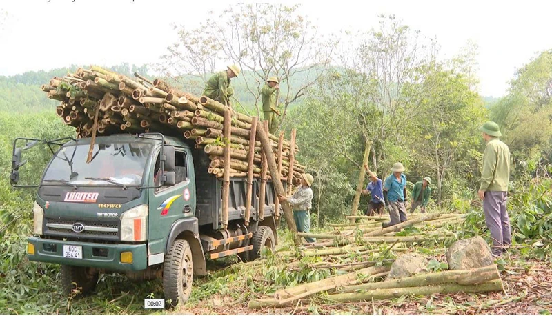 “Trái ngọt” từ những đồi rừng hoang hóa