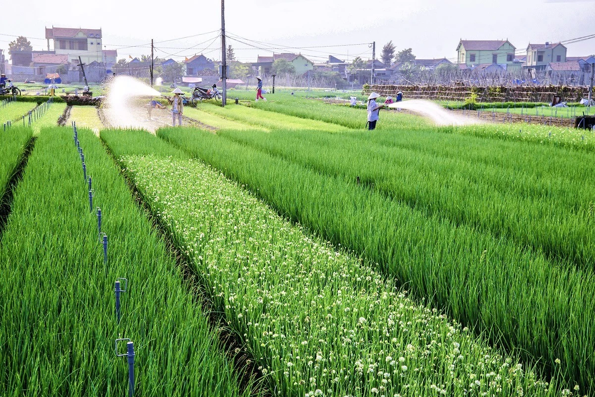 Tăng cường quản lý mã số vùng trồng và cơ sở kiểm nghiệm nông sản phục vụ xuất khẩu