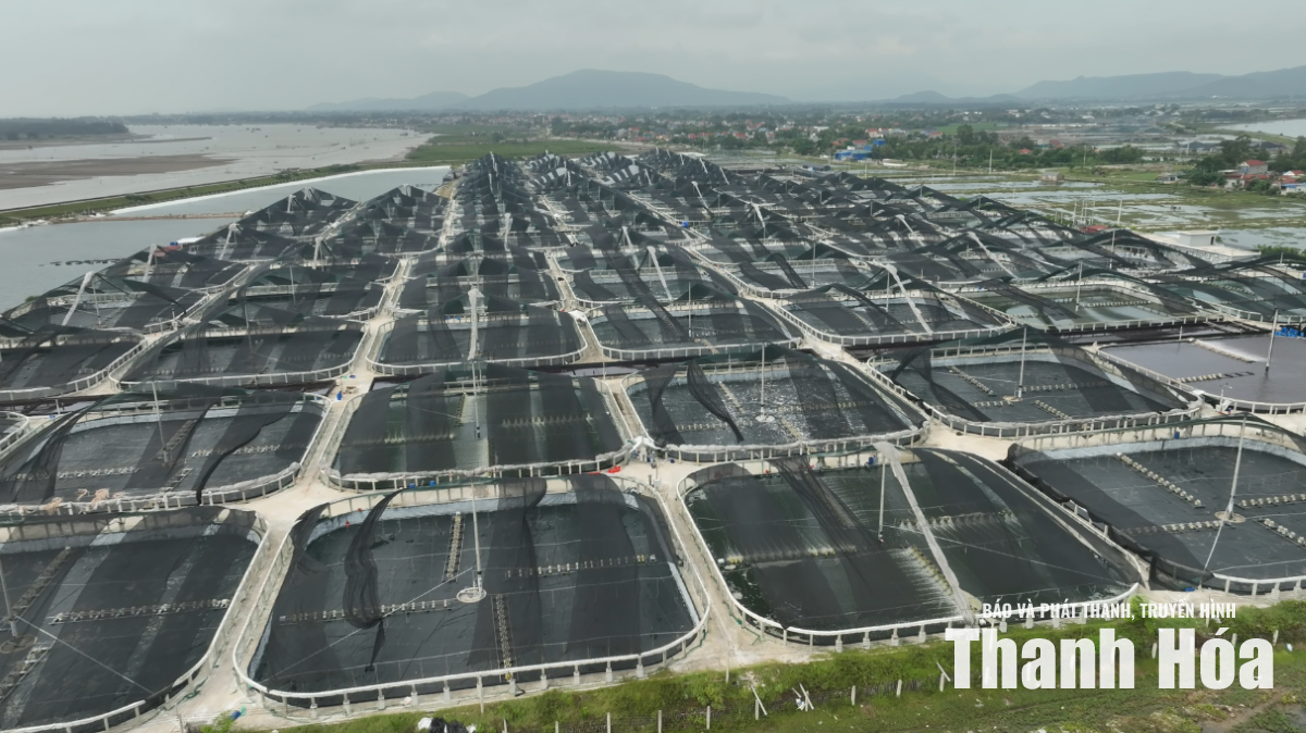 Chuyên gia và người nuôi tôm trao đổi về giải pháp chuyển đổi số trong sản xuất