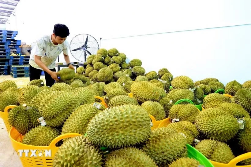 37 cơ sở kiểm nghiệm được chấp thuận để xuất khẩu mít, sầu riêng sang Trung Quốc
