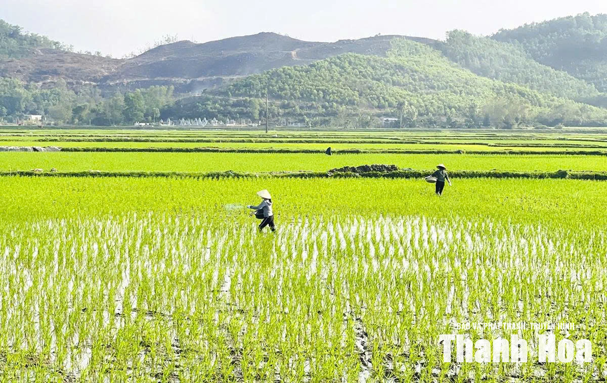 Chủ động ứng phó thiên tai trong sản xuất vụ mùa