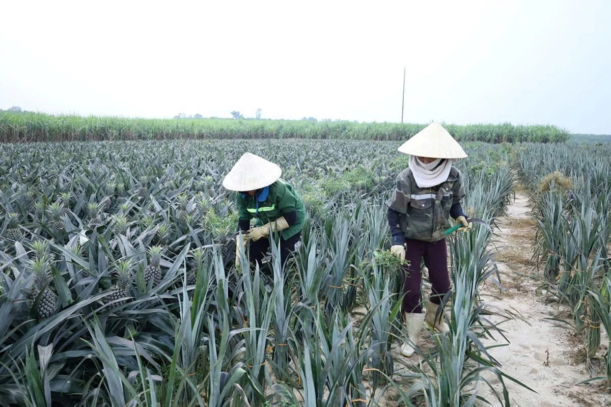 Xuân Hòa phát triển kinh tế trang trại bền vững