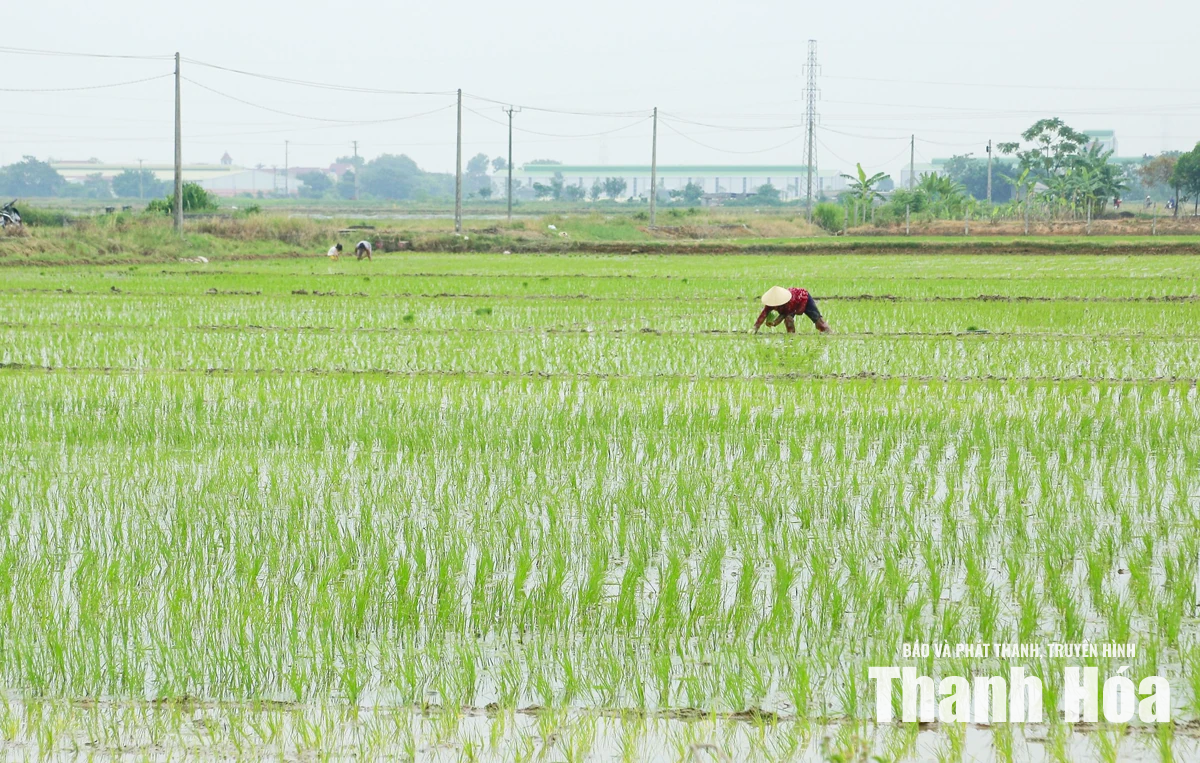 Xây dựng cánh đồng một giống lúa