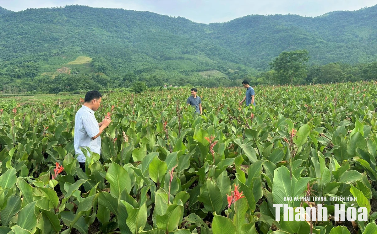 Hiệu quả trồng cây dong riềng ở Cẩm Thạch