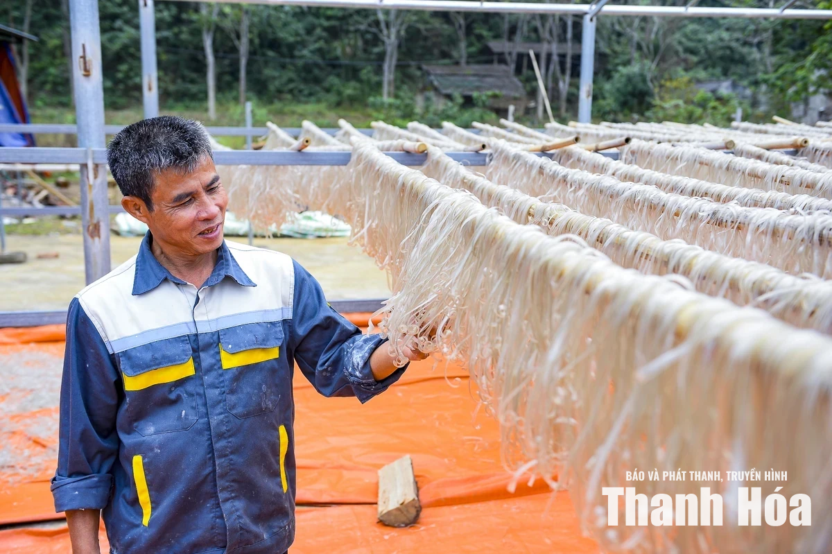 Hiệu quả trồng cây dong riềng ở Cẩm Thạch