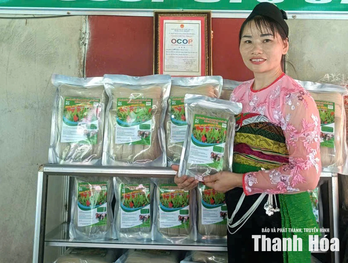 Hiệu quả trồng cây dong riềng ở Cẩm Thạch