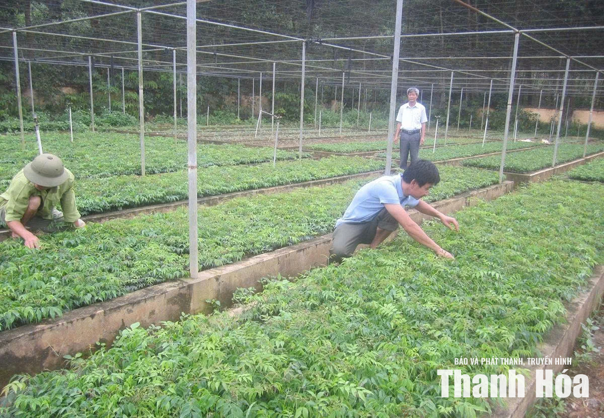 Luận Thành giữ rừng mùa nắng nóng gắn với phát triển kinh tế lâm nghiệp hiệu quả