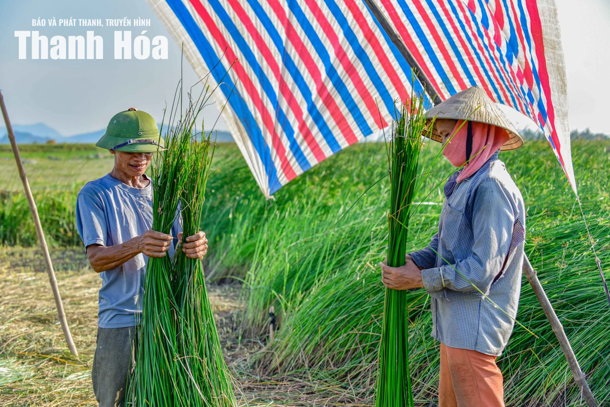 Theo dấu sợi cói, chạm vào hồn quê