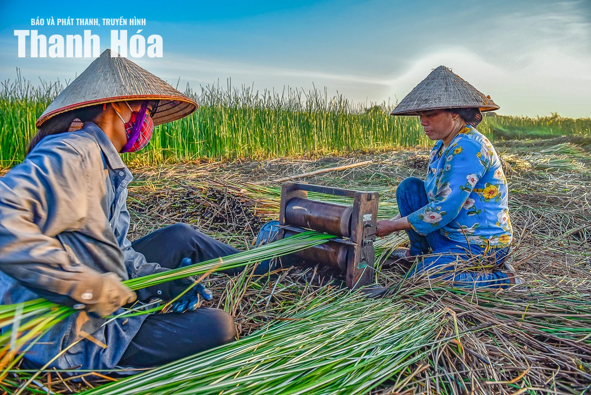 Theo dấu sợi cói, chạm vào hồn quê
