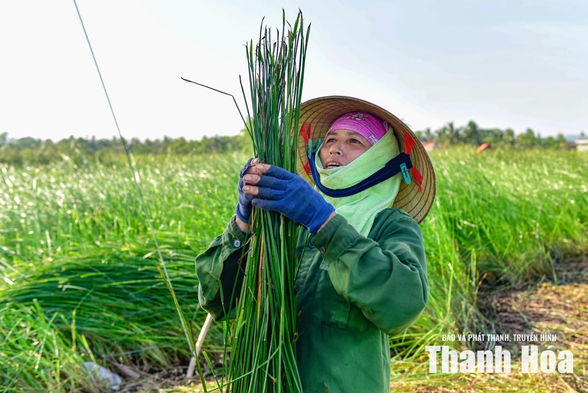 Theo dấu sợi cói, chạm vào hồn quê