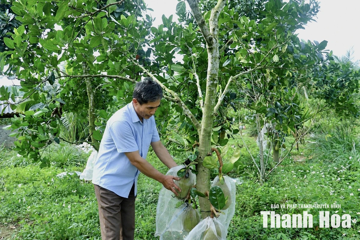 Trải thảm xanh trên những vùng đồi