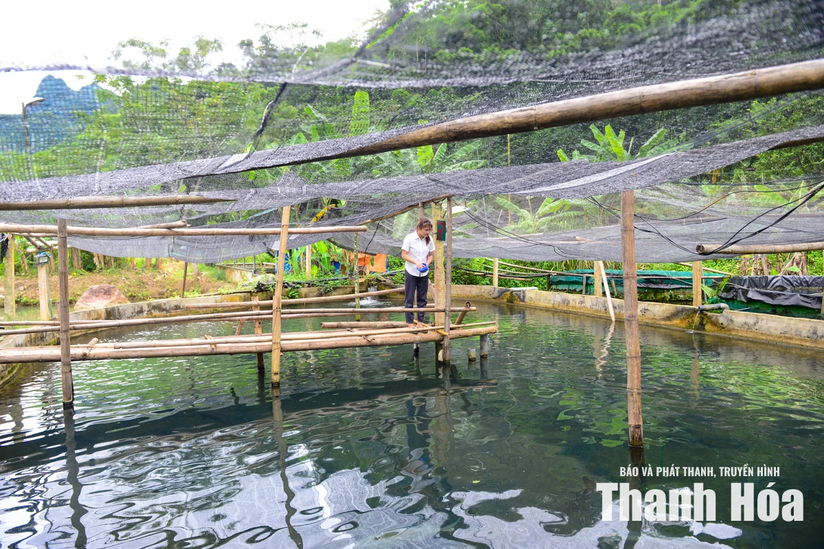 Từ dòng suối lạnh dựng xây thương hiệu cá tầm OCOP
