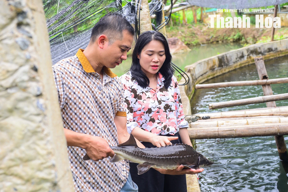 Từ dòng suối lạnh dựng xây thương hiệu cá tầm OCOP