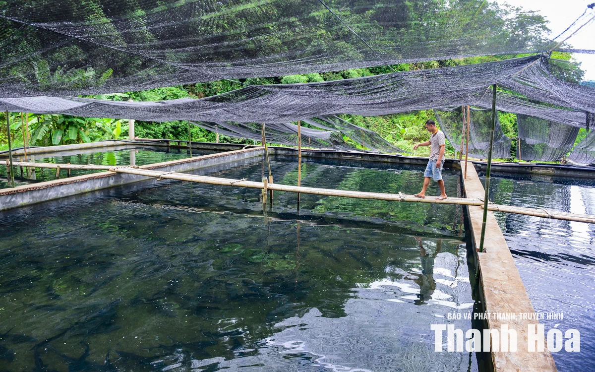 Từ dòng suối lạnh dựng xây thương hiệu cá tầm OCOP