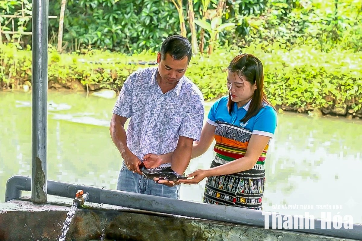 Từ dòng suối lạnh dựng xây thương hiệu cá tầm OCOP