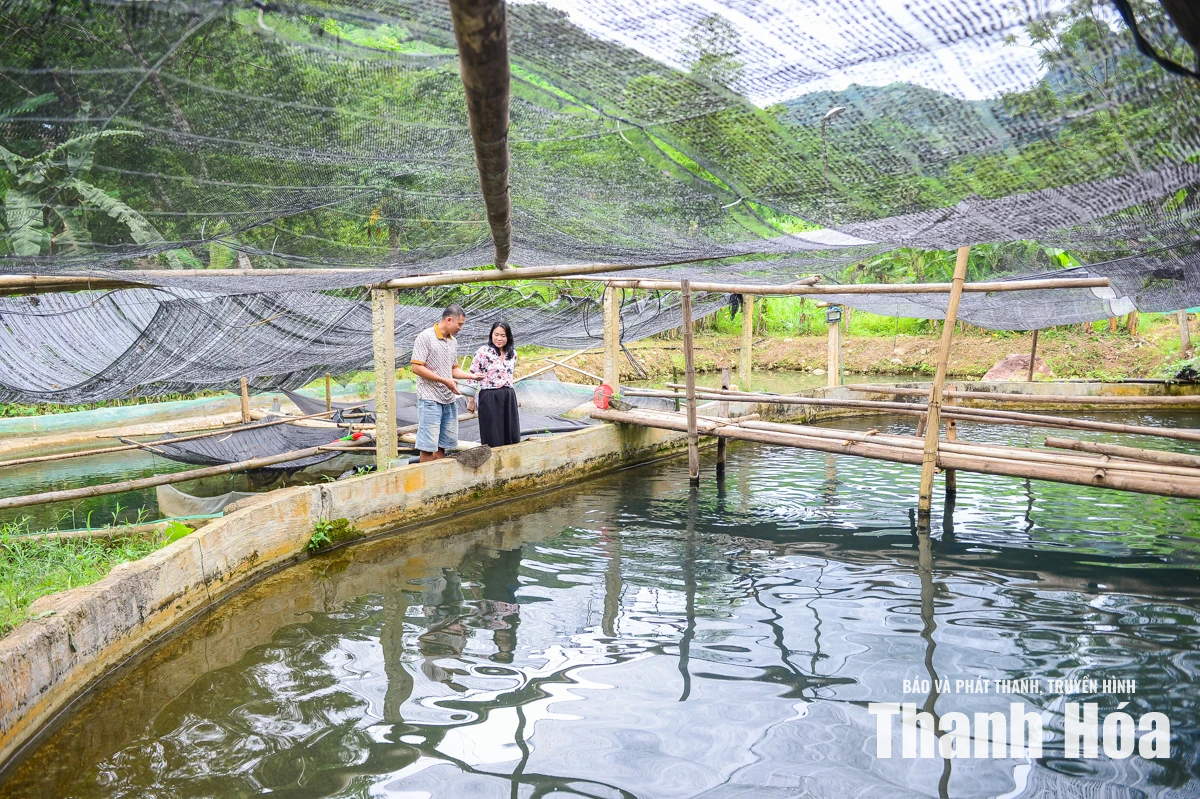 Từ dòng suối lạnh dựng xây thương hiệu cá tầm OCOP