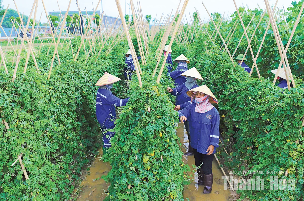 Phát triển nông nghiệp theo hướng tăng trưởng xanh, bao trùm và bền vững