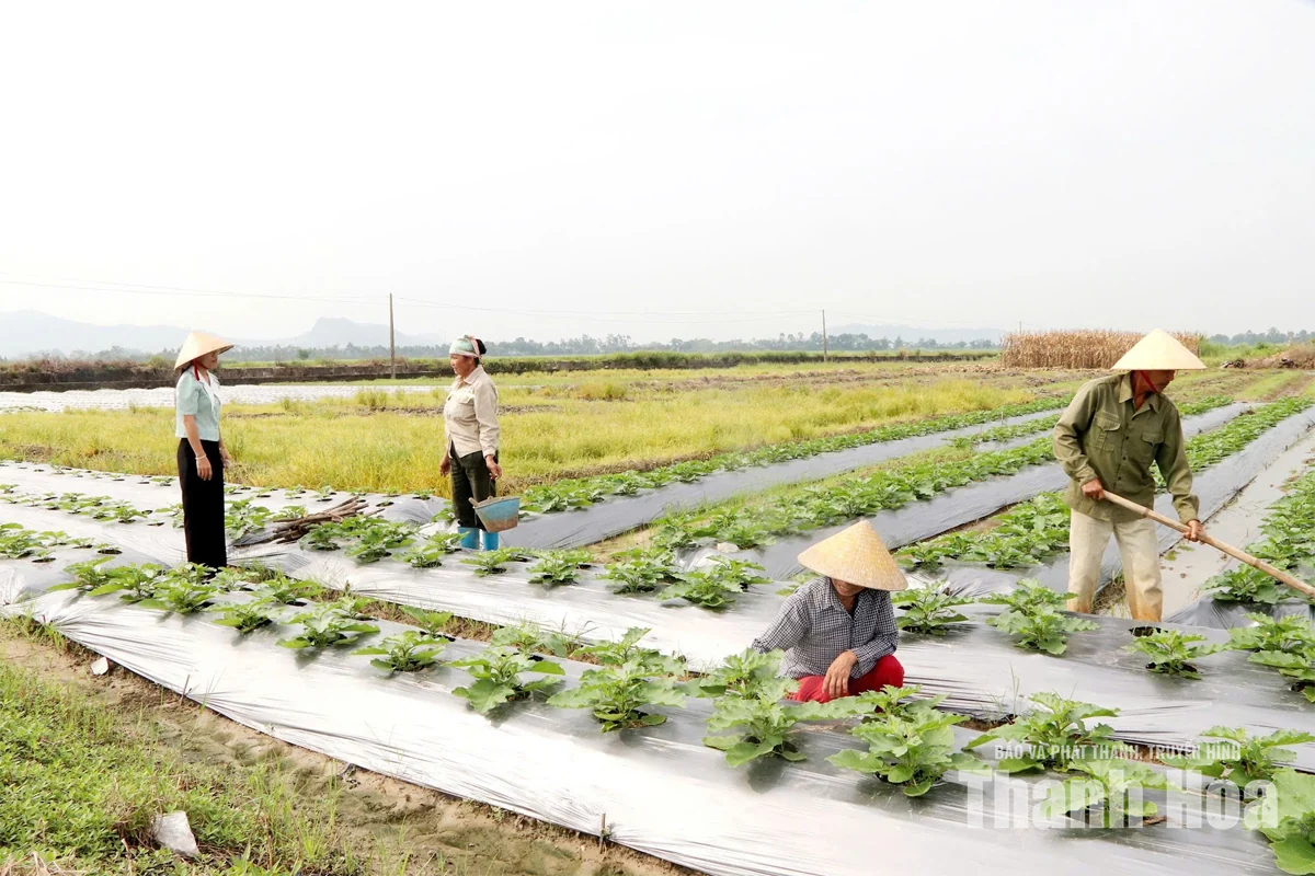 Phát huy vai trò của chi bộ&nbsp;trong xây dựng nông thôn mới