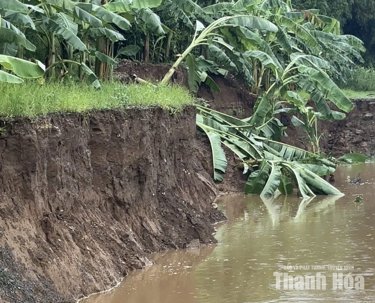 Phát sinh 2 điểm sạt lở bờ sông, kè sông Bưởi
