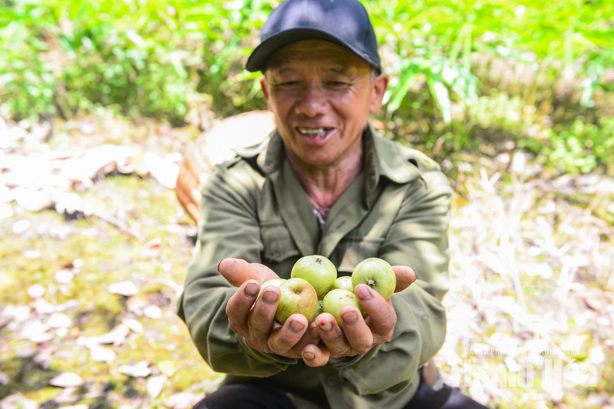 Trồng “cây thoát nghèo” trên đỉnh Pù Ngùa