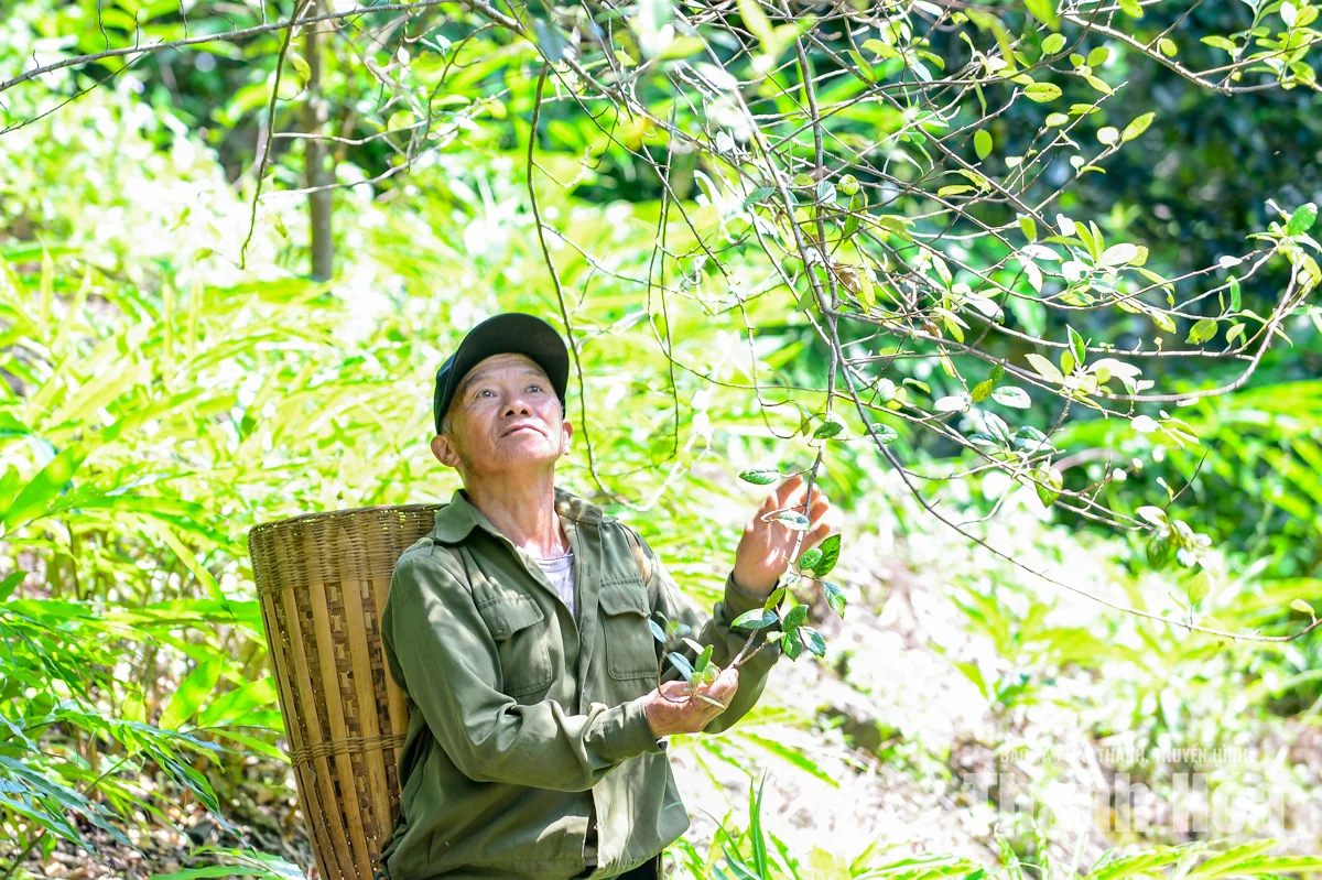 Trồng “cây thoát nghèo” trên đỉnh Pù Ngùa