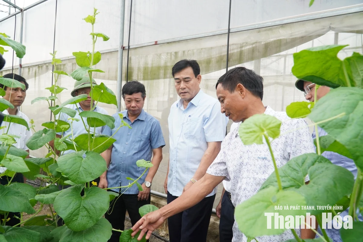 Giám sát tích tụ, tập trung đất đai trong sản xuất nông nghiệp tại xã Thiệu Hóa